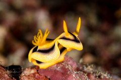 Chromodoris joshi