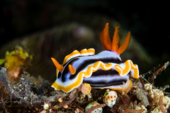 Chromodoris sp. 1 ?NSSI