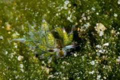 Costasiella kuroshimae