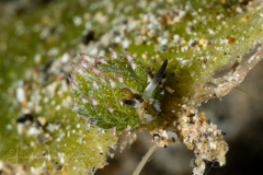 Costasiella kuroshimae