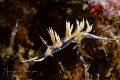 Cratena sp. 2 NSSI