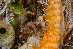 Cuthona yamasui