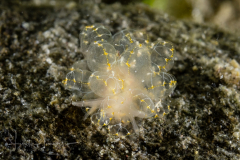 Cyerce elegans