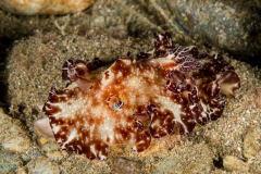 Discodoris boholiensis