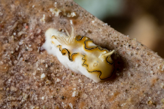 Doriprismatica sp. 1