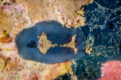 Doris nucleola