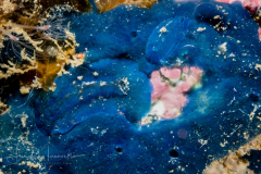 Doris pecten