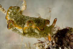 Elysia marginata