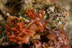 Coryphellina rubrolineata