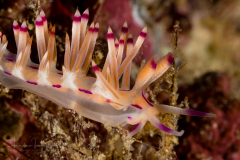Coryphellina lotos