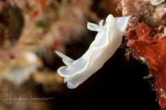 Glossodoris pallida