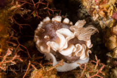 Glossodoris rufomarginata