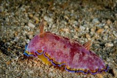 Goniobranchus albopunctatus