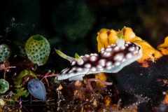 Goniobranchus geometricus