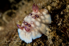 Goniobranchus hintuanensis