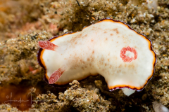 Goniobranchus preciosus