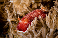 Goniobranchus reticulatus