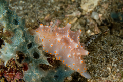 Halgerda batangas