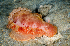 Hexabranchus lacer