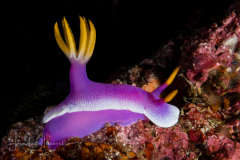 Hypselodoris apolegma