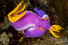 Hypselodoris apolegma