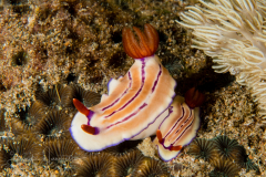 Hypselodoris emma