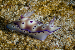 Hypselodoris tryoni