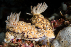 Hypselodoris tryoni