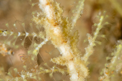Kabeiro phasmida