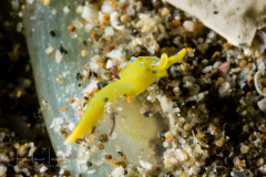 Oxynoe viridis