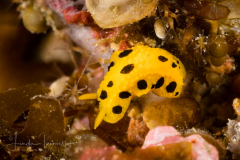 Phyllidia polkadotsa