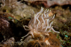 Phyllodesmium briareum