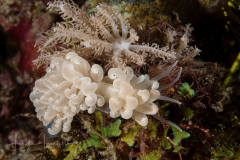 Phyllodesmium magnum