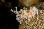 Marbled Shrimp - Saron sp. Marbled Shrimp - Saron sp.