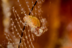Amphipod