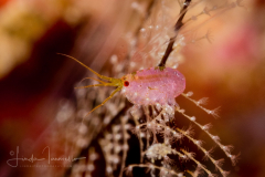 Amphipod