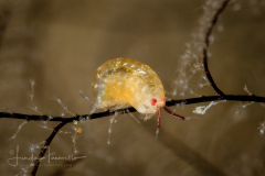 Amphipod