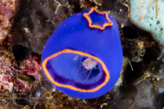 Amphipod in a Tunicate