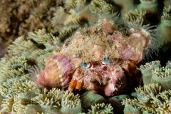 Anemone Hermit Crab - Dardanus pedunculatus