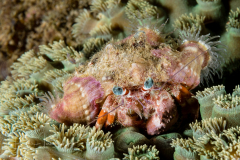 Anemone Hermit Crab - Dardanus pedunculatus