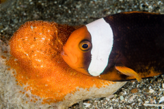 Anemonefish