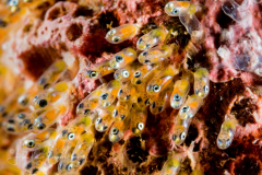 Anemonefish eggs