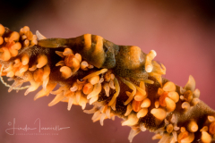 Anker's Whip Coral Shrimp - Pontonides ankeri