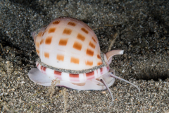 Ball Helmet - Semicassis bisulcata