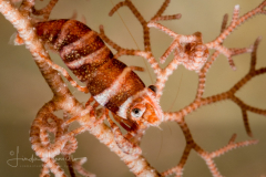 Basket Star Shrimp - Periclimenes lanipes