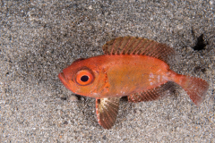 Bigeye