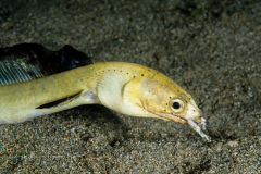 Black-Finned Snake Eel - Ophichtus melanochir