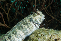 Blenny