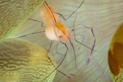 Bubble Coral Shrimp - Vir philippinensis