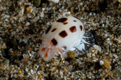 China Moon Snail - Naticarius onca